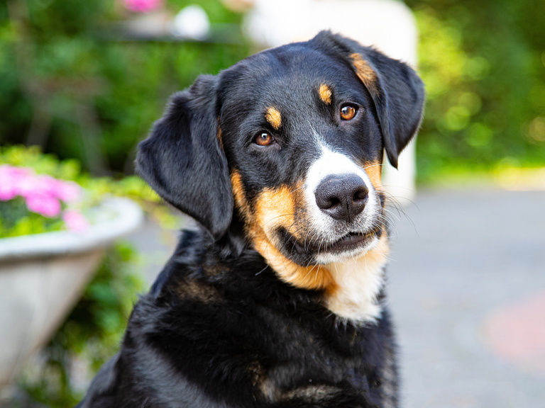 Familienhotel Landhus Laurenz im Münsterland: Hund Bernhardiner Ein Bernhardiner Hund schaut aufmerksam direkt in die Kamera